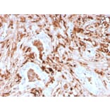 Immunohistochemistry - Anti-Ferritin Light Chain Antibody [rFTL/1388] - BSA and Azide free (A251833) - Antibodies.com