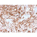 Immunohistochemistry - Anti-Ferritin Light Chain Antibody [rFTL/1388] - BSA and Azide free (A251832) - Antibodies.com