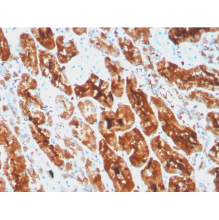 Immunohistochemistry - Anti-Ferritin Light Chain Antibody [rFTL/1386] - BSA and Azide free (A251833) - Antibodies.com