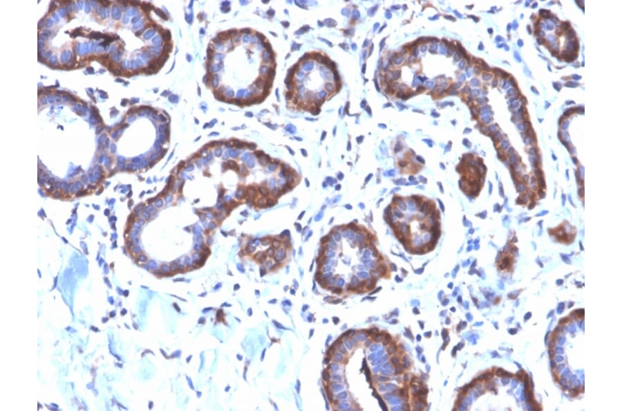 Immunohistochemistry - Anti-Ferritin Light Chain Antibody [FTL/2338R] - BSA and Azide free (A251834) - Antibodies.com