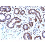 Immunohistochemistry - Anti-Ferritin Light Chain Antibody [FTL/2338R] - BSA and Azide free (A251834) - Antibodies.com