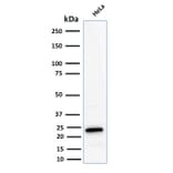 Western Blot - Anti-Ferritin Light Chain Antibody [FTL/2338R] - BSA and Azide free (A251835) - Antibodies.com