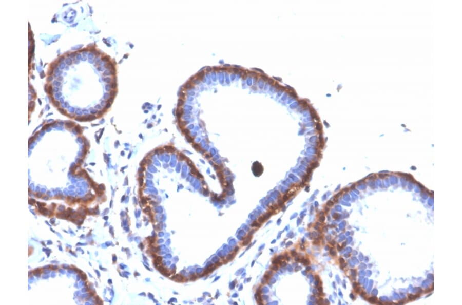 Immunohistochemistry - Anti-Ferritin Light Chain Antibody [FTL/3872R] - BSA and Azide free (A251835) - Antibodies.com