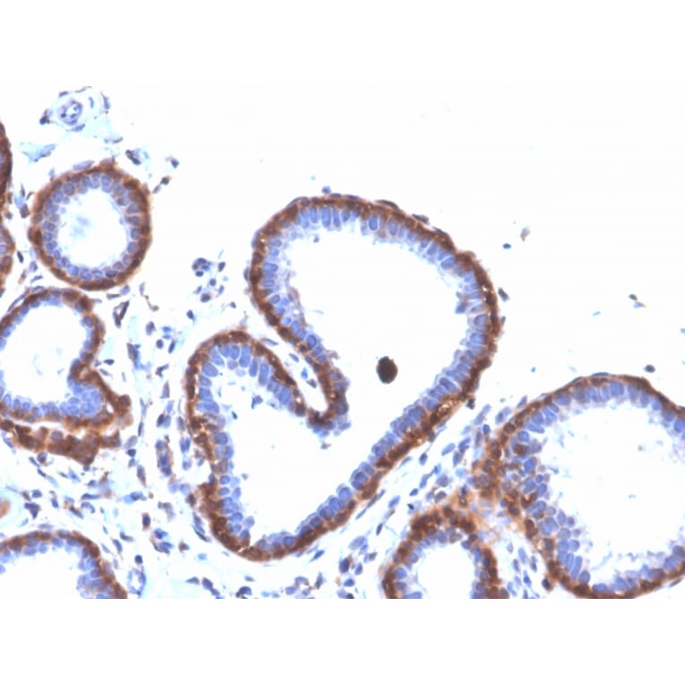 Immunohistochemistry - Anti-Ferritin Light Chain Antibody [FTL/3872R] - BSA and Azide free (A251835) - Antibodies.com