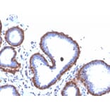 Immunohistochemistry - Anti-Ferritin Light Chain Antibody [FTL/3872R] - BSA and Azide free (A251835) - Antibodies.com