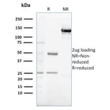 SDS-PAGE - Anti-Gastrin Antibody [GAST/2632] - BSA and Azide free (A251838) - Antibodies.com