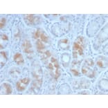 Immunohistochemistry - Anti-Gastrin Antibody [GAST/2634] - BSA and Azide free (A251841) - Antibodies.com