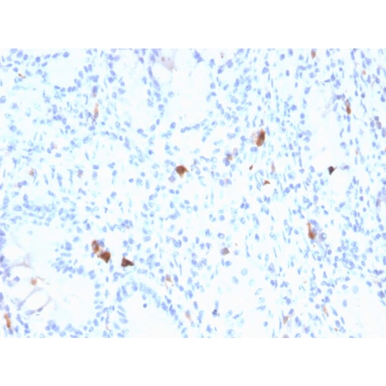Immunohistochemistry - Anti-Gastrin Antibody [GAST/2634] - BSA and Azide free (A251839) - Antibodies.com