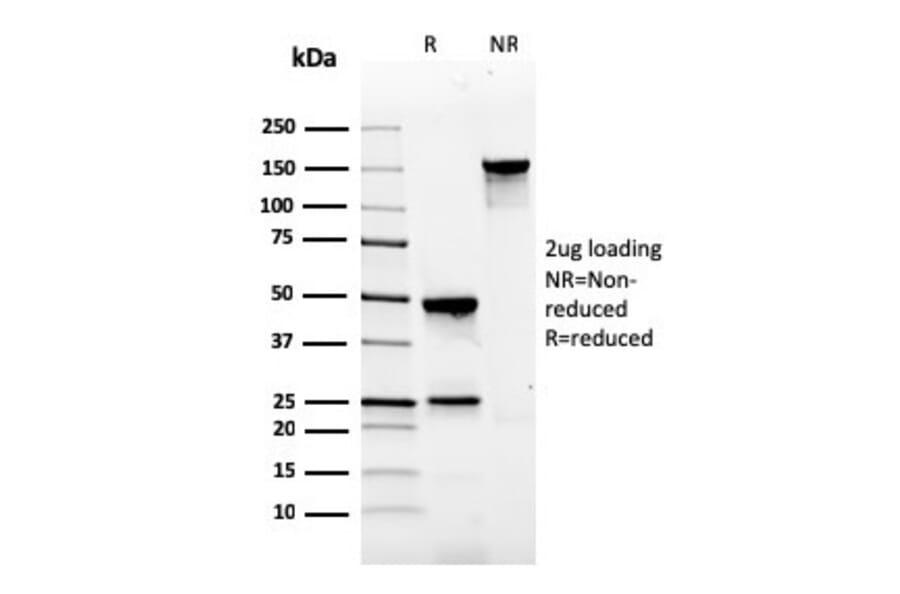 SDS-PAGE - Anti-Gastrin Antibody [GAST/2634] - BSA and Azide free (A251841) - Antibodies.com
