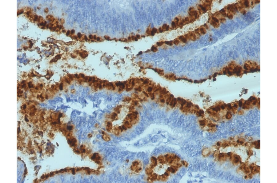 Immunohistochemistry - Anti-Blood Group Antigen Lewis B Antibody [2-25LE] - BSA and Azide free (A251841) - Antibodies.com