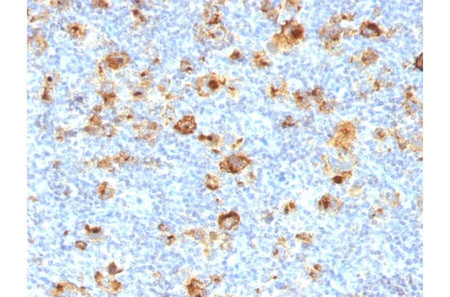 Immunohistochemistry - Anti-CD15 Antibody [MY-1] - BSA and Azide free (A251845) - Antibodies.com