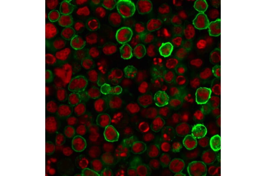 Immunofluorescence - Anti-CD15 Antibody [MY-1] - BSA and Azide free (A251844) - Antibodies.com