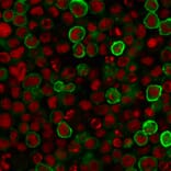 Immunofluorescence - Anti-CD15 Antibody [MY-1] - BSA and Azide free (A251844) - Antibodies.com