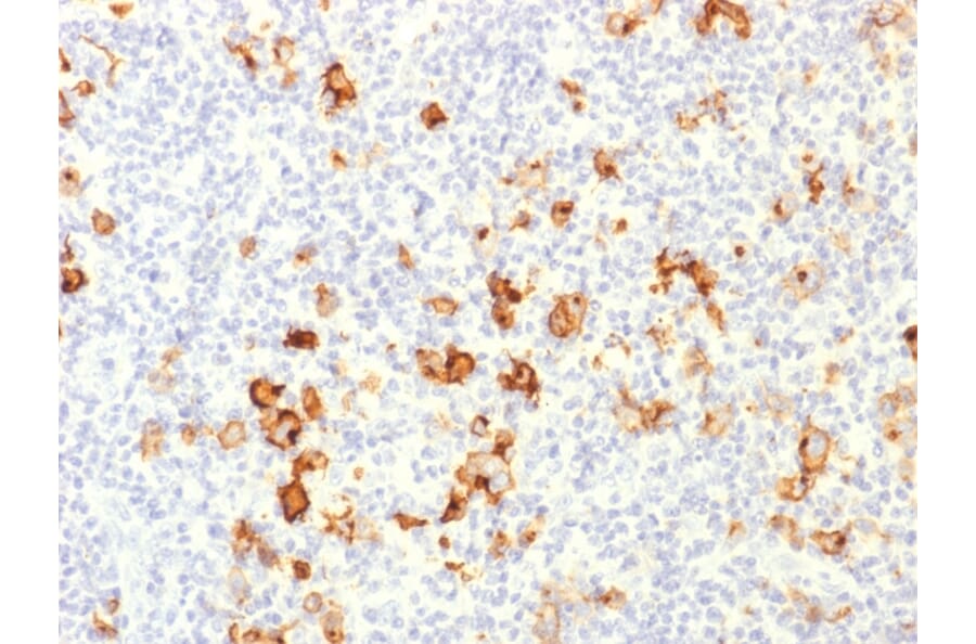 Immunohistochemistry - Anti-CD15 Antibody - BSA and Azide free (A251853) - Antibodies.com