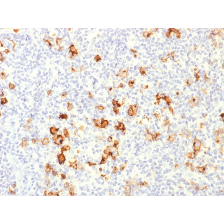 Immunohistochemistry - Anti-CD15 Antibody - BSA and Azide free (A251853) - Antibodies.com