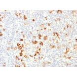 Immunohistochemistry - Anti-CD15 Antibody - BSA and Azide free (A251853) - Antibodies.com