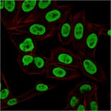Immunofluorescence - Anti-Ku70 Antibody [KU729] - BSA and Azide free (A251855) - Antibodies.com