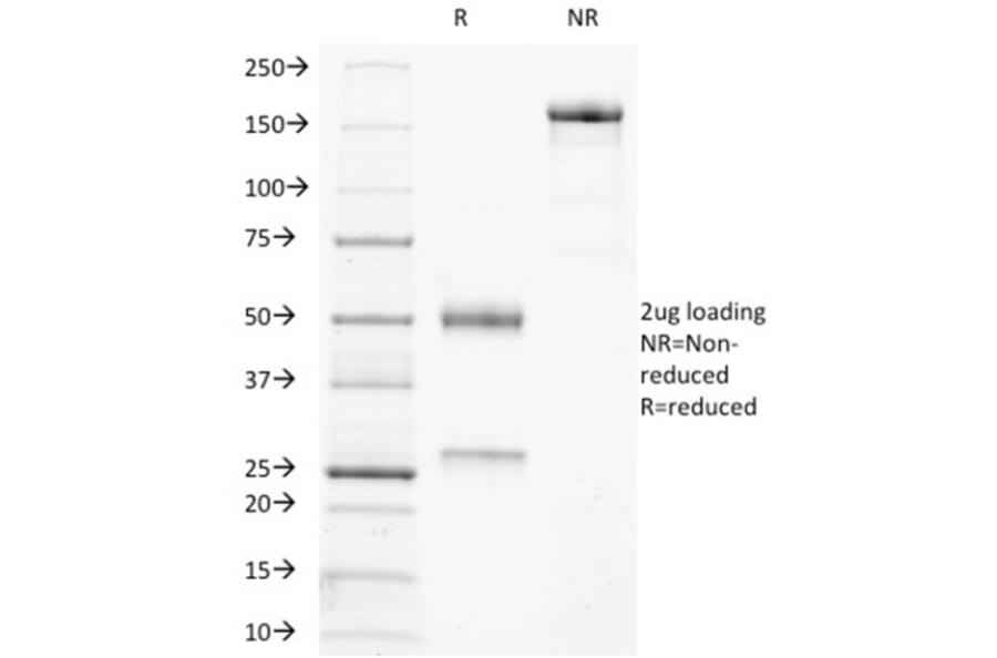 SDS-PAGE - Anti-Ku70 Antibody [KU729] - BSA and Azide free (A251855) - Antibodies.com
