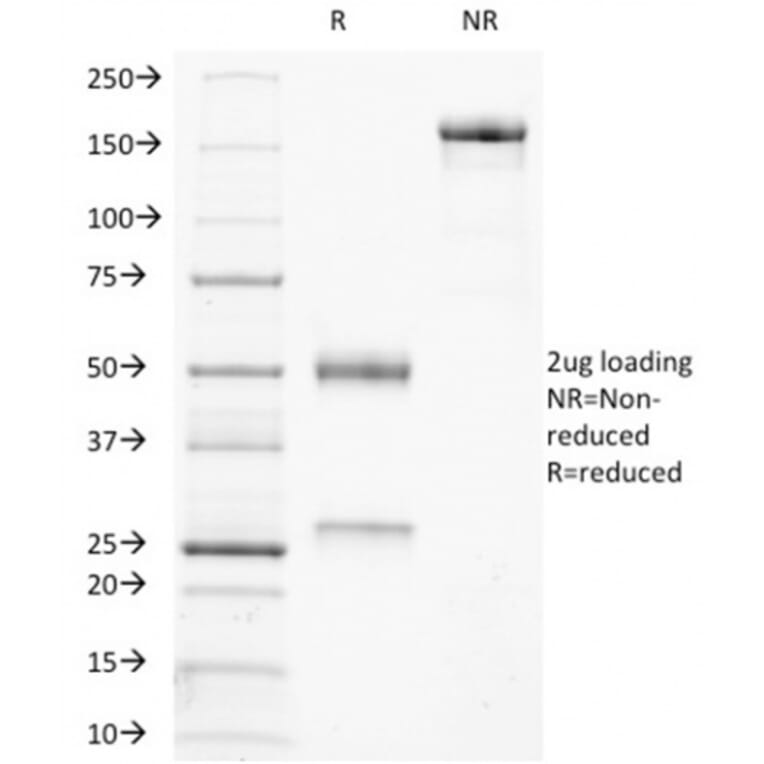 SDS-PAGE - Anti-Ku70 Antibody [KU729] - BSA and Azide free (A251855) - Antibodies.com