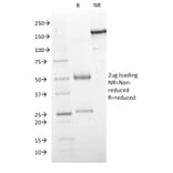 SDS-PAGE - Anti-GAD67 Antibody [GAD1/2563] - BSA and Azide free (A251857) - Antibodies.com