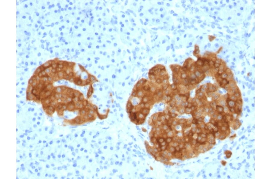 Immunohistochemistry - Anti-GAD65 Antibody [GAD2/1960] - BSA and Azide free (A251858) - Antibodies.com