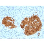Immunohistochemistry - Anti-GAD65 Antibody [GAD2/1960] - BSA and Azide free (A251858) - Antibodies.com