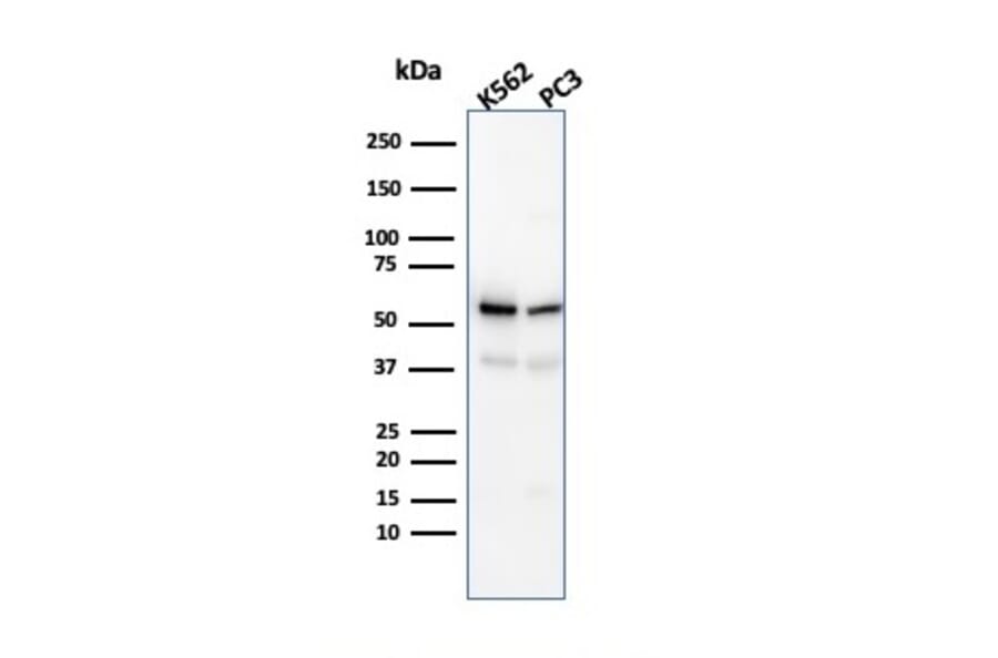 Western Blot - Anti-SERBP1 Antibody [SERBP1/3491] - BSA and Azide free (A251864) - Antibodies.com