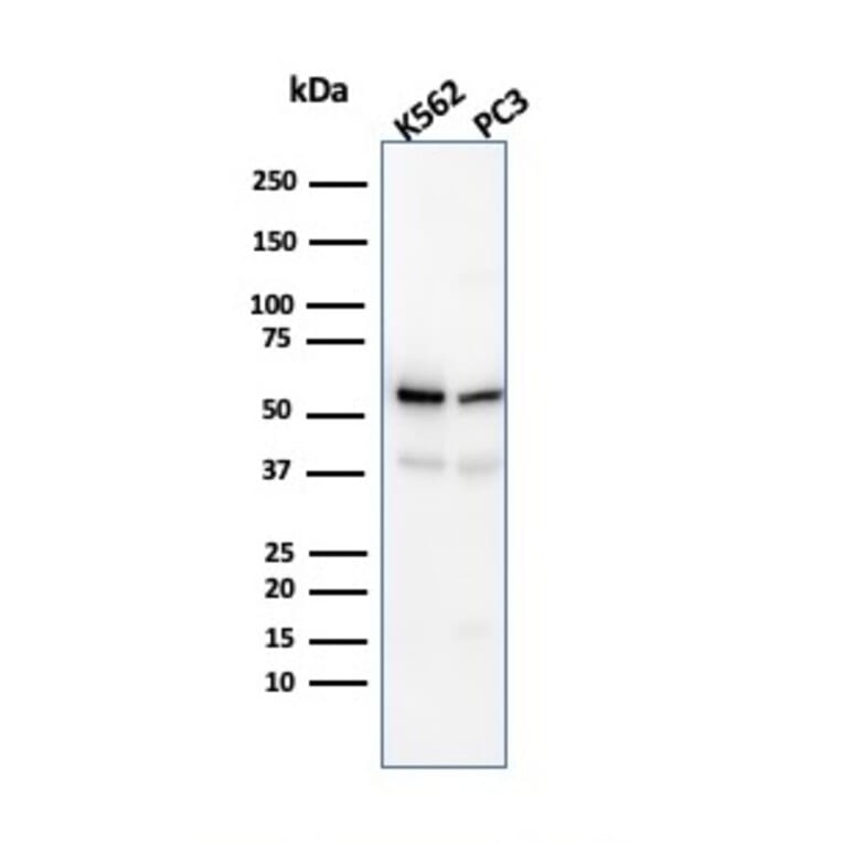 Western Blot - Anti-SERBP1 Antibody [SERBP1/3491] - BSA and Azide free (A251864) - Antibodies.com