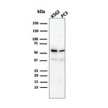 Western Blot - Anti-SERBP1 Antibody [SERBP1/3491] - BSA and Azide free (A251864) - Antibodies.com