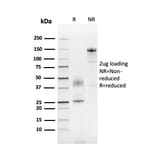 SDS-PAGE - Anti-SERBP1 Antibody [SERBP1/3492] - BSA and Azide free (A251865) - Antibodies.com