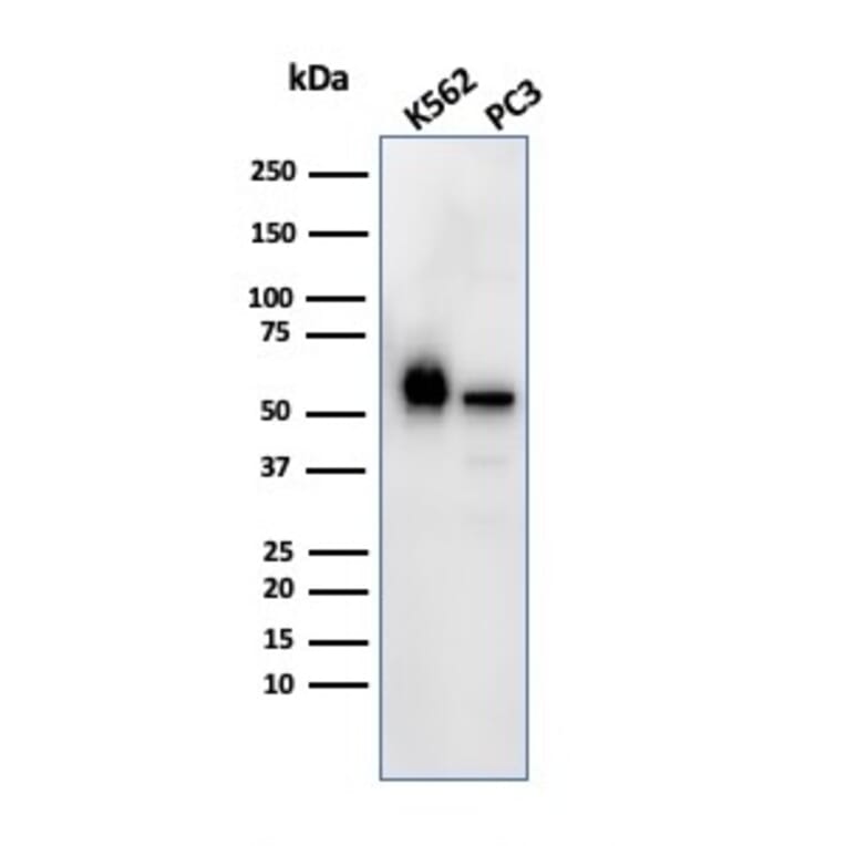 Western Blot - Anti-SERBP1 Antibody [SERBP1/3492] - BSA and Azide free (A251865) - Antibodies.com