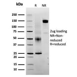 SDS-PAGE - Anti-SERBP1 Antibody [SERBP1/3493] - BSA and Azide free (A251866) - Antibodies.com