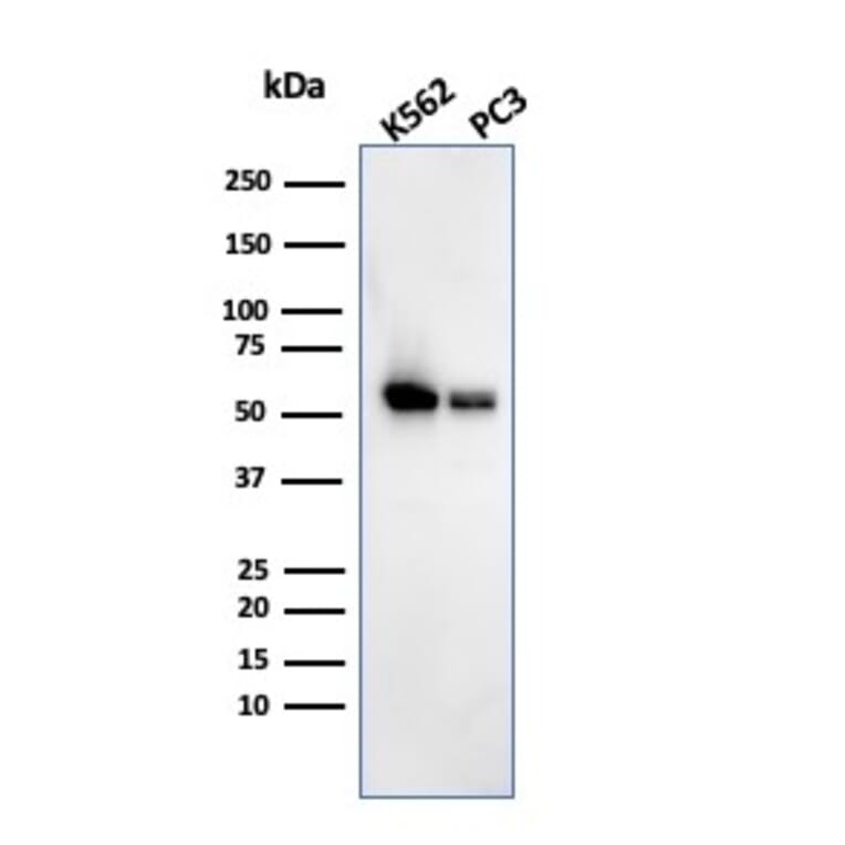 Western Blot - Anti-SERBP1 Antibody [SERBP1/3493] - BSA and Azide free (A251866) - Antibodies.com