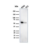 Western Blot - Anti-SERBP1 Antibody [SERBP1/3494] - BSA and Azide free (A251867) - Antibodies.com