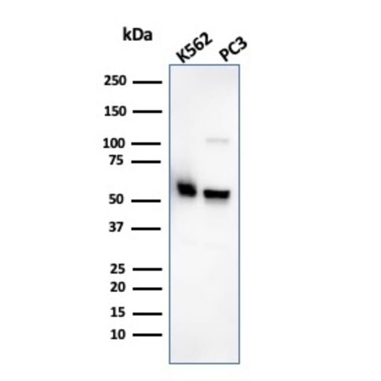 Western Blot - Anti-SERBP1 Antibody [SERBP1/3495] - BSA and Azide free (A251868) - Antibodies.com