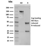 SDS-PAGE - Anti-SERBP1 Antibody [SERBP1/3496] - BSA and Azide free (A251869) - Antibodies.com