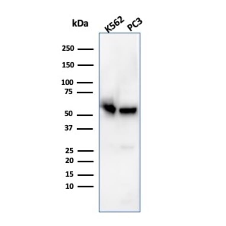 Western Blot - Anti-SERBP1 Antibody [SERBP1/3496] - BSA and Azide free (A251869) - Antibodies.com
