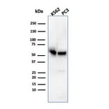 Western Blot - Anti-SERBP1 Antibody [SERBP1/3496] - BSA and Azide free (A251869) - Antibodies.com