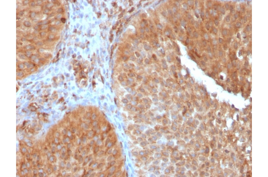 Immunohistochemistry - Anti-SERBP1 Antibody [SERBP1/3497] - BSA and Azide free (A251870) - Antibodies.com