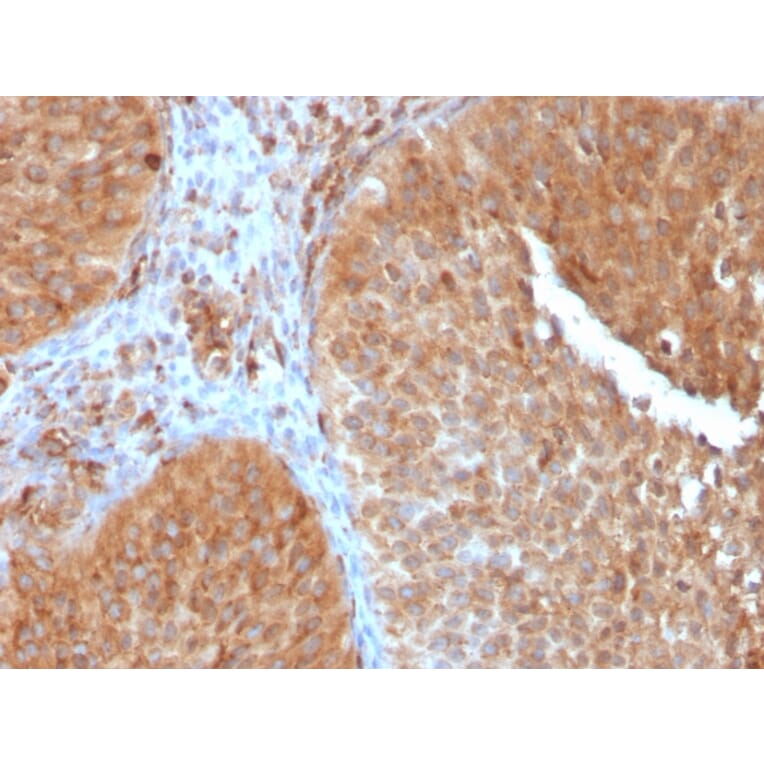 Immunohistochemistry - Anti-SERBP1 Antibody [SERBP1/3497] - BSA and Azide free (A251870) - Antibodies.com