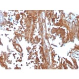 Immunohistochemistry - Anti-SERBP1 Antibody [SERBP1/3497] - BSA and Azide free (A251870) - Antibodies.com