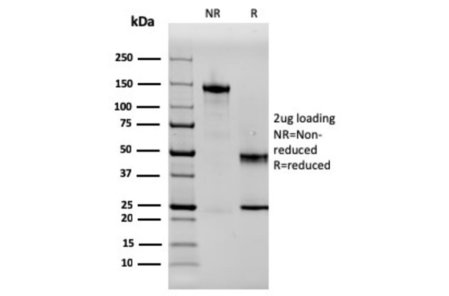 SDS-PAGE - Anti-SERBP1 Antibody [SERBP1/3497] - BSA and Azide free (A251870) - Antibodies.com