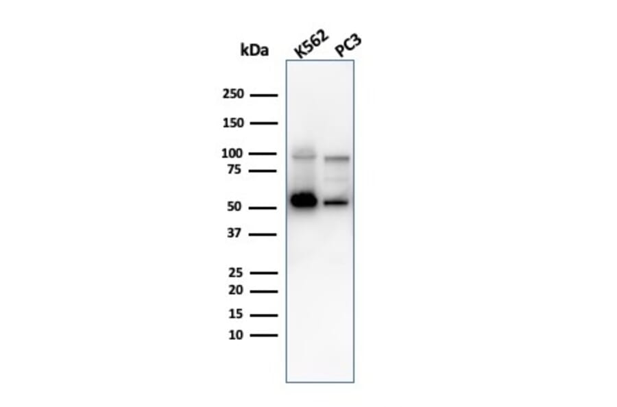 Western Blot - Anti-SERBP1 Antibody [SERBP1/3497] - BSA and Azide free (A251870) - Antibodies.com