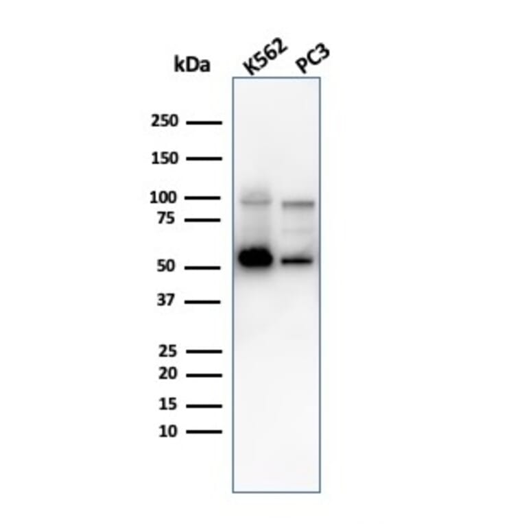 Western Blot - Anti-SERBP1 Antibody [SERBP1/3497] - BSA and Azide free (A251870) - Antibodies.com