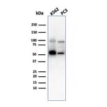 Western Blot - Anti-SERBP1 Antibody [SERBP1/3497] - BSA and Azide free (A251870) - Antibodies.com