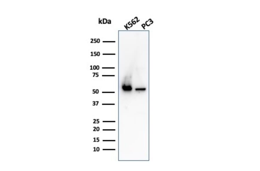 Western Blot - Anti-SERBP1 Antibody [SERBP1/3498] - BSA and Azide free (A251871) - Antibodies.com