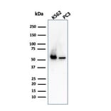 Western Blot - Anti-SERBP1 Antibody [SERBP1/3498] - BSA and Azide free (A251871) - Antibodies.com