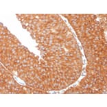 Immunohistochemistry - Anti-SERBP1 Antibody [SERBP1/3509] - BSA and Azide free (A251872) - Antibodies.com