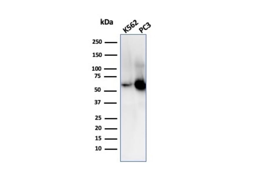 Western Blot - Anti-SERBP1 Antibody [SERBP1/3509] - BSA and Azide free (A251872) - Antibodies.com