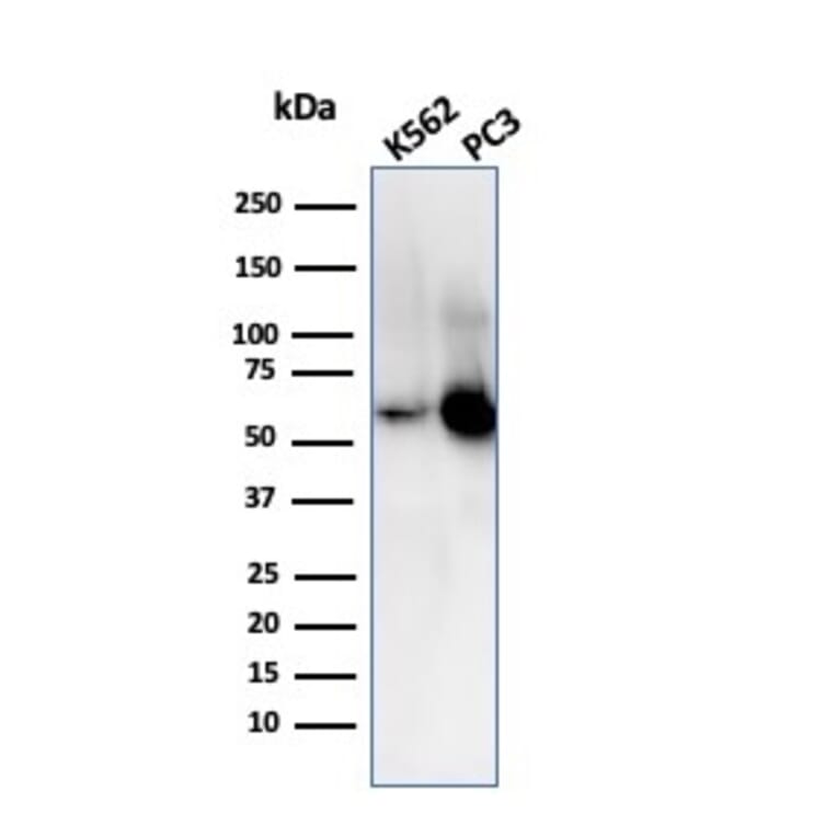 Western Blot - Anti-SERBP1 Antibody [SERBP1/3509] - BSA and Azide free (A251872) - Antibodies.com